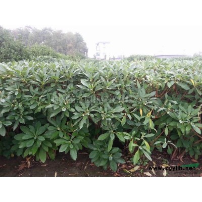 红叶李1供应/红叶李1图片