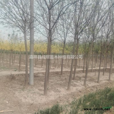 红叶李  红叶李苗木