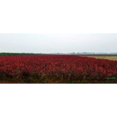 河南太阳李50000棵-濮阳太阳李红叶李区别