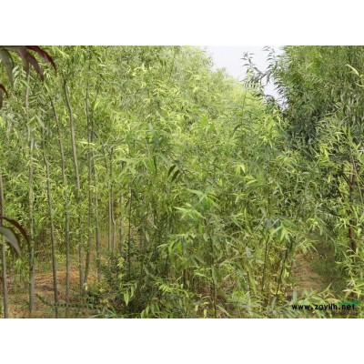 陕西红叶李苗*新报价/红叶李苗图片