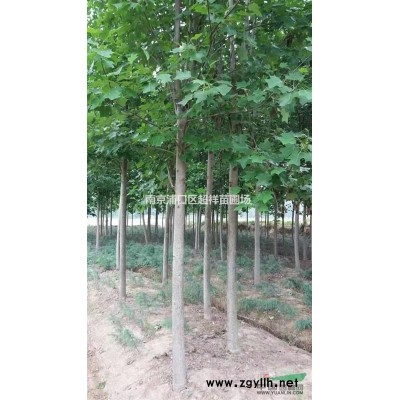 红枫，2017年红枫价格，产地直销