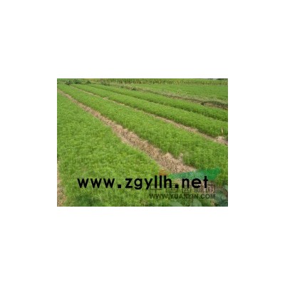 青枫 枫香 桂花 木荷 杜英 竹柏 红豆杉芽苗