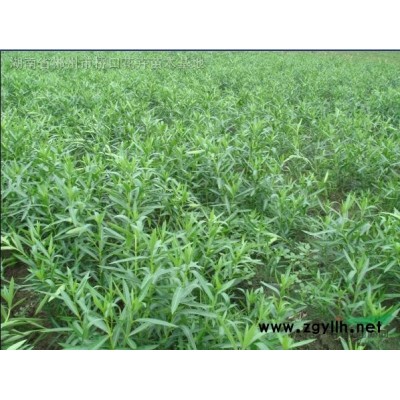 湖南桂花树 桂花价格 八月桂 金桂 丹桂 四季桂