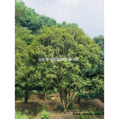 浙江台州供应优质高分枝鸡爪槭，红枫！