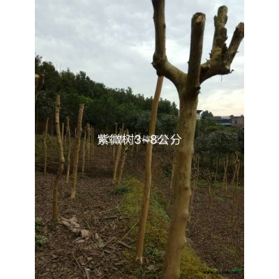 供应5-8公分日本红枫价格60 重庆货源