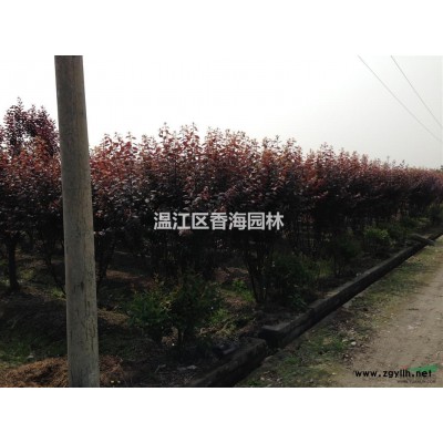 四川温江红枫基地直销，量大，价格便宜