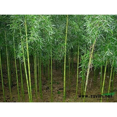 日本红枫价格 日本红枫小苗 江苏日本红枫