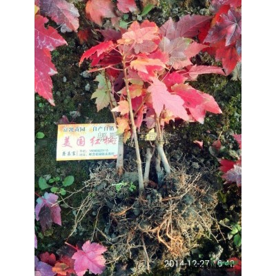 四川成都美国红枫基地长年供应十月光辉小苗