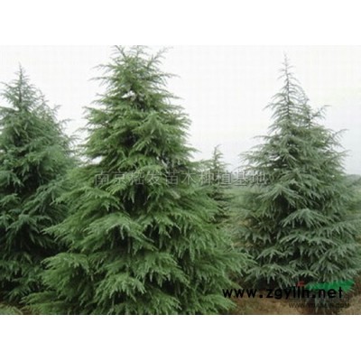 红枫报价/江苏红枫报价