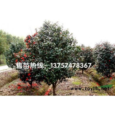 浙江红叶李规格* 奉化红叶李自产自销 红叶李价格优惠