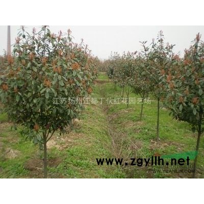 江苏红叶李介绍