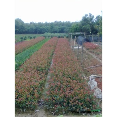 嫁接红枫报价/湖南嫁接红枫报价