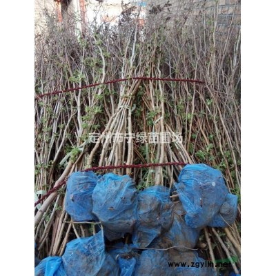 太阳李球 红叶李球