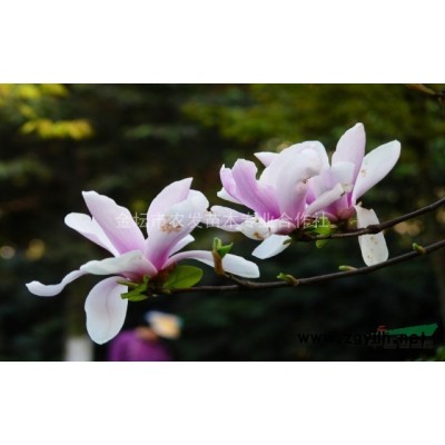 红枫的栽培技术