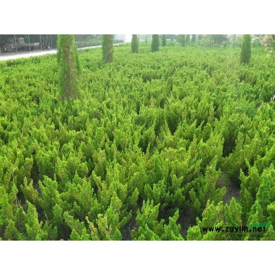 美国红枫图片\美国红枫报价