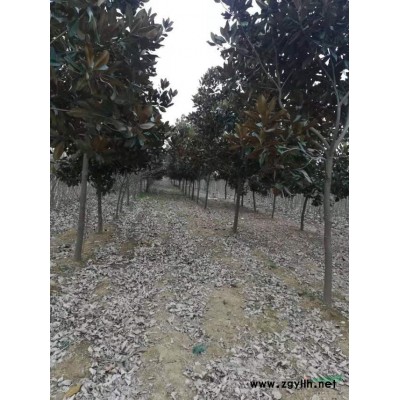 河南10公分红叶李 本基地有很多50公分以下分枝红叶李 还有