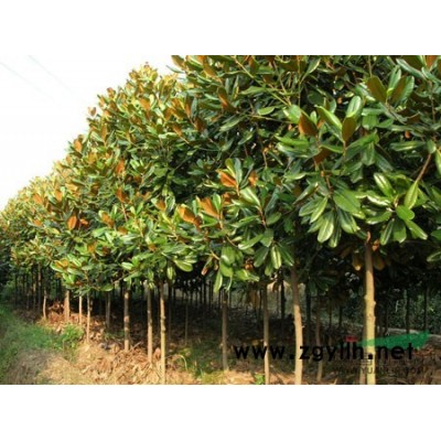 樱花.樱花小苗.樱花苗.花.yh.低价苗.苗.小苗.樱.红枫