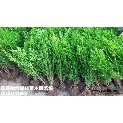 江苏销售地径1cm-8cm红枫、美国红枫、日本红枫、红枫小苗