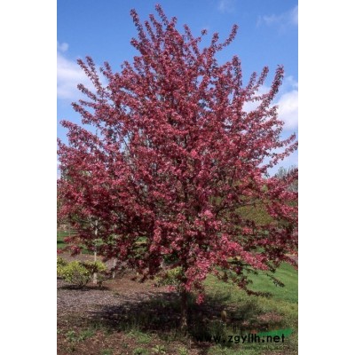 红点红枫的销售很多，真正的红点红枫数量不大，选购请谨防假冒