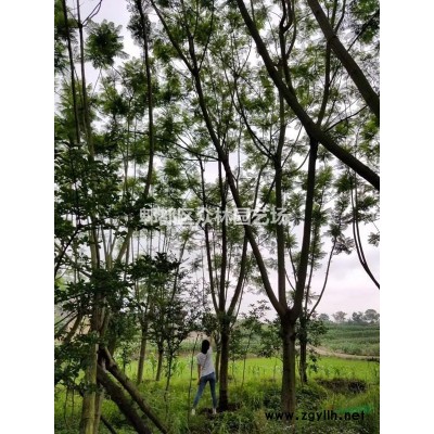 四川成都红叶李紫叶李价格，红叶李基地批发