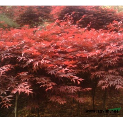 供应中国红枫/供应安徽中国红枫/特价供应中国红枫