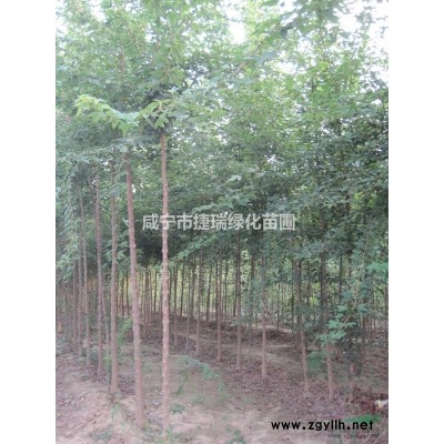 湖北红叶李价格 咸宁红叶李  精品红叶李