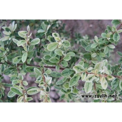 香樟、桂花、栾树、红叶李、垂丝海棠、红叶李