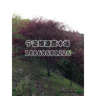 红叶李行情报价\红叶李图片展示