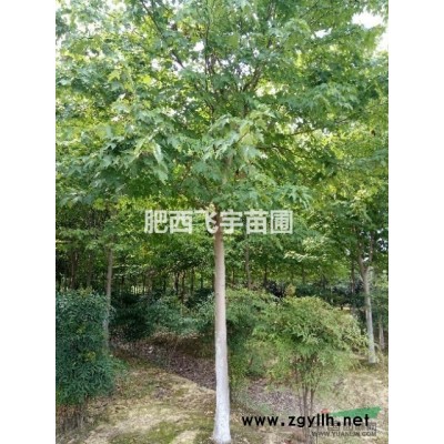 红叶李 腊梅 合欢精品苗销售