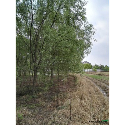 美国红枫，9-15.的1000棵3图片\美国红枫，9-15.的1000棵3报价