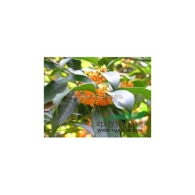 南京桂花，桂花苗木