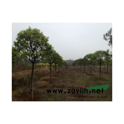 广茂实业A区桂花，紫薇，樱花，低价全部清场