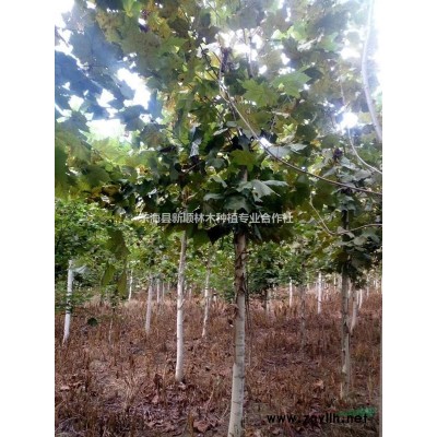 供应5cm 美国红枫