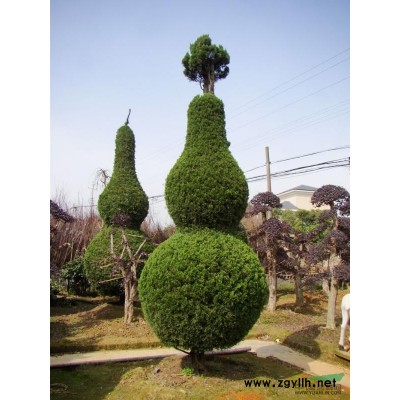 提供优质桂花树，桂花树的种植与供应