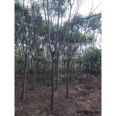 江苏南京 红枫介绍