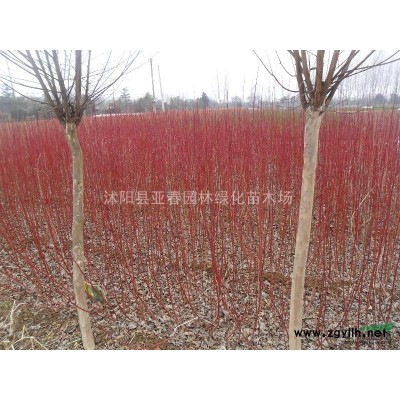 我公司直销 新采优质美国红枫种子 发芽率高 易成活 质量保障