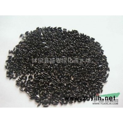 批发 绿化苗木 占地苗  升值苗  红枫小苗 5元 *包邮