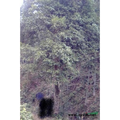 胸径40+CM桂花树