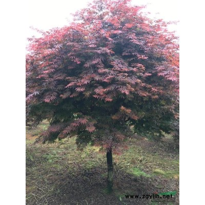 供应自家苗木海棠红枫桂花茶花青枫罗汉松樱花鸡爪槭