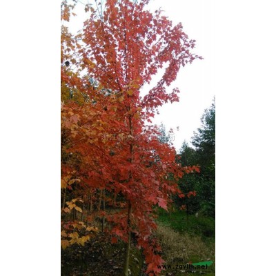 浙江18公分美国红枫新报价/18公分美国红枫图片