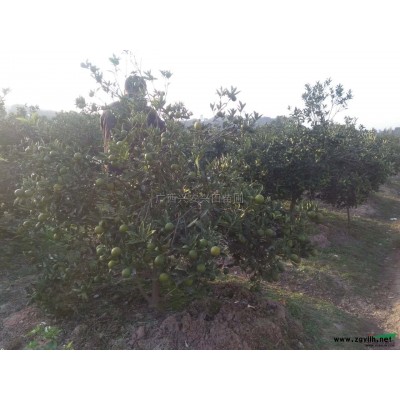 红枫 红枫价格 红枫报价 红枫基地