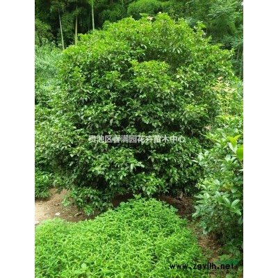 池州红枫红叶羽毛枫