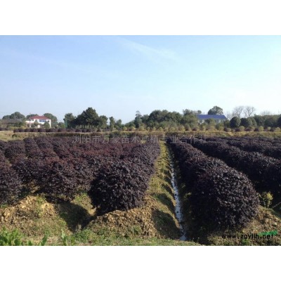 红枫图片\红枫报价