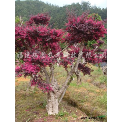 红枫4报价/福建红枫4报价