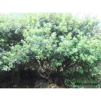 大量出售美国红枫地径1-6公分！