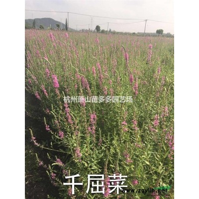 萧山红枫，红枫价格，红枫的市场行情