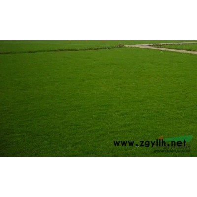 保鲜快递*50-100公分高红枫小苗价格