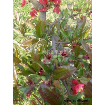 绿化工程小苗 日本红枫树苗 0-10公分规格* 美国红枫树