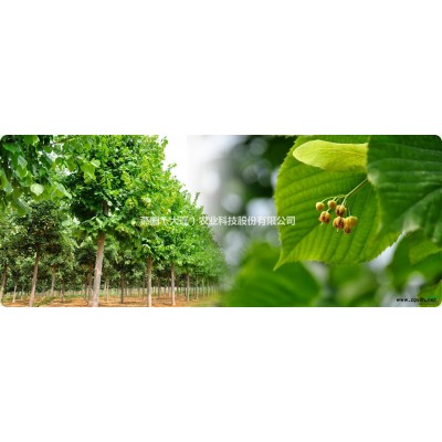 燕园红枫----大规格