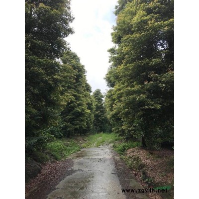 红叶李,低分枝红叶李,四川低分枝红叶李